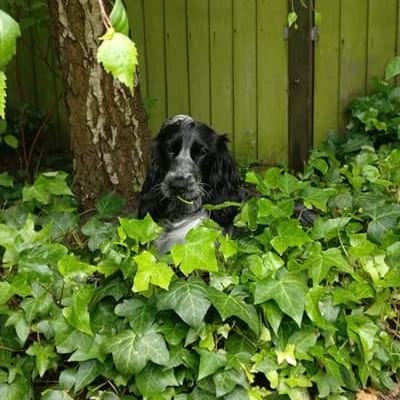 Pretty Picture of a Dog hiding in bushes